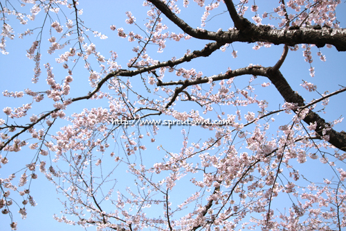さくら1.jpg