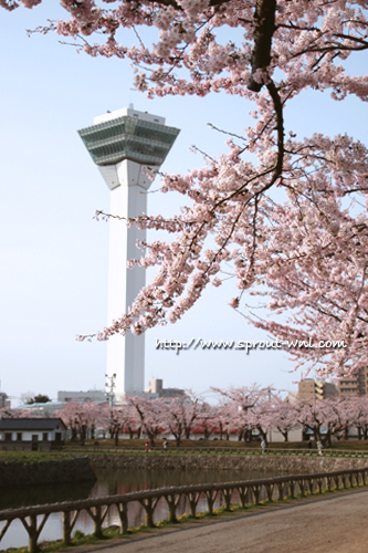 五稜郭桜.jpg